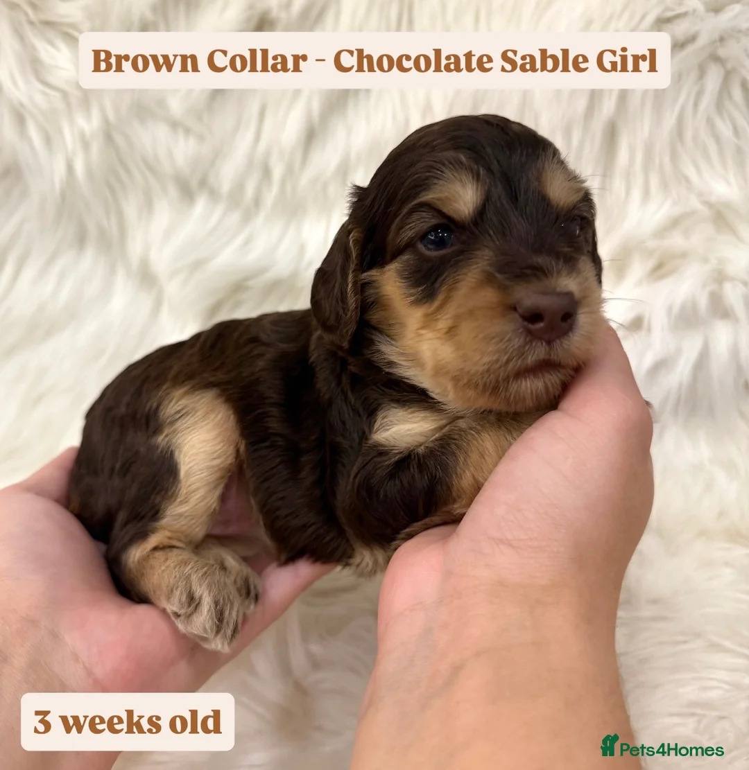 Cockapoo dogs for sale: Waiting-List Open - DNA Tested Cockapoo Puppies 🧬 - Advert 20