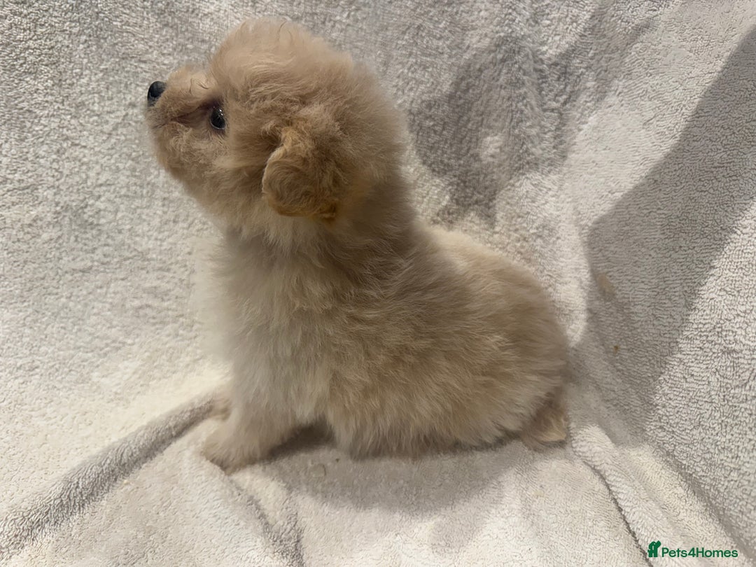 Cockapoo dogs for sale: Cockapoo puppies  - Image 7
