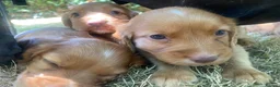 Cocker Spaniel dogs for sale: Stunning Red cocker spaniels  in Norwich - Advert 9