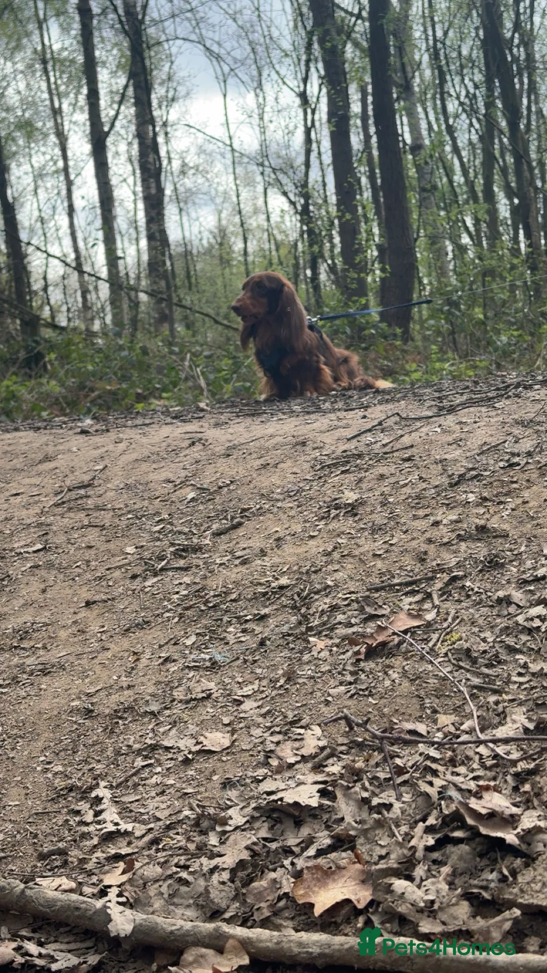 Dachshund dogs for stud: Long haired dachshund stud boys  in Leeds - Advert 12