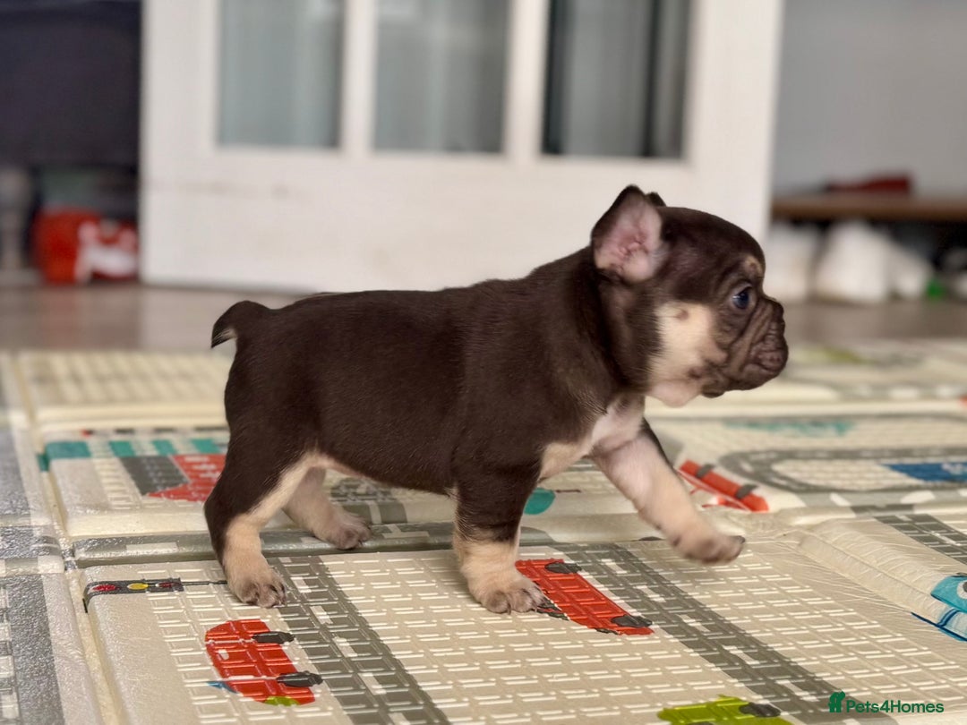 French Bulldog dogs for sale: Ready now, lovely lilac/chocolate French bulldogs in Maidstone - Image 6