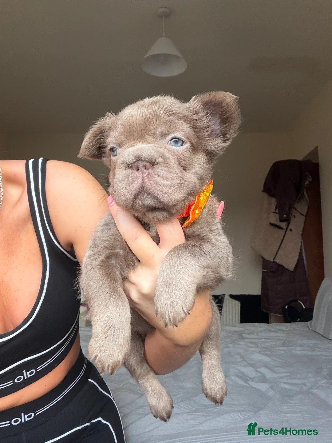 French Bulldog dogs for sale: French bulldog  - Advert 6
