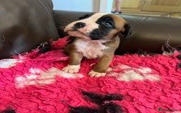 Boxer dogs for sale: Boxer puppies from Health Tested Parents  - Image 5