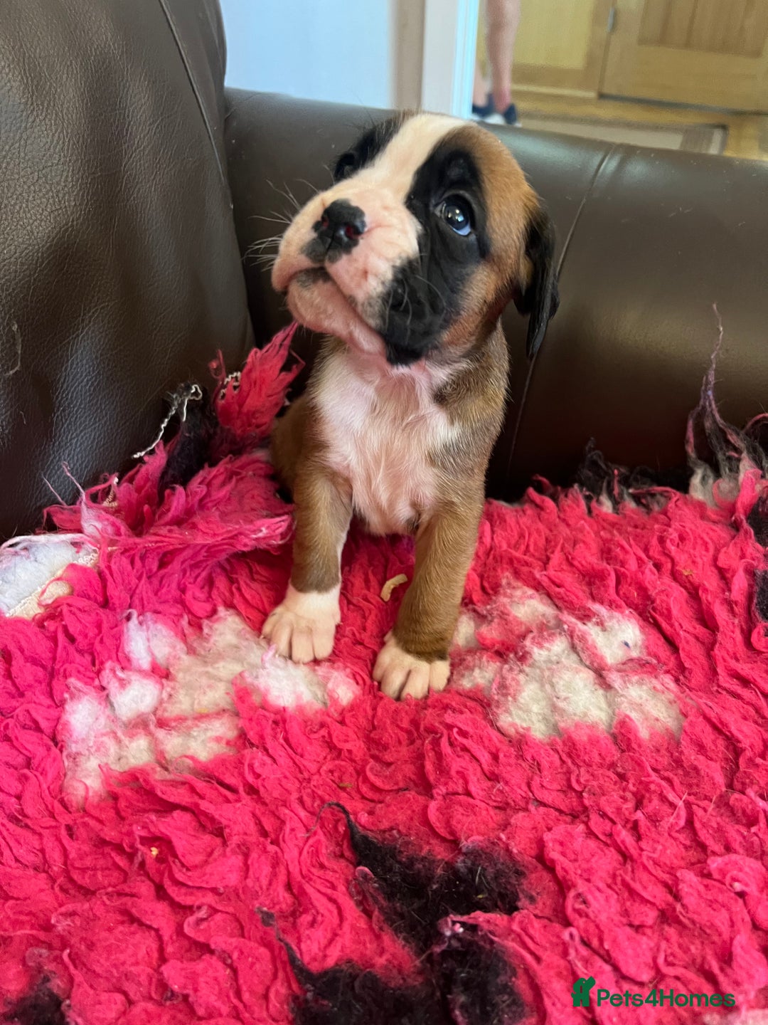 Boxer dogs for sale: Boxer puppies from Health Tested Parents  - Image 5