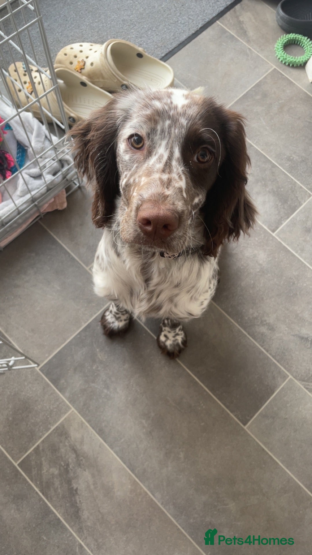 Cocker Spaniel dogs Working cocker spaniel looking for new home - Advert 1