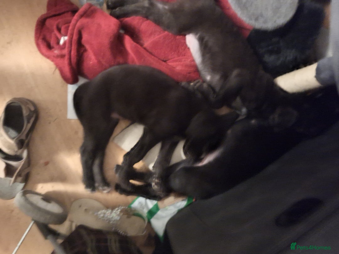 Mixed Breed dogs for sale: Lovely boy for sale  - Image 4