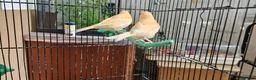 Canaries birds for sale: Four (2 pairs) young canaries - Advert 1