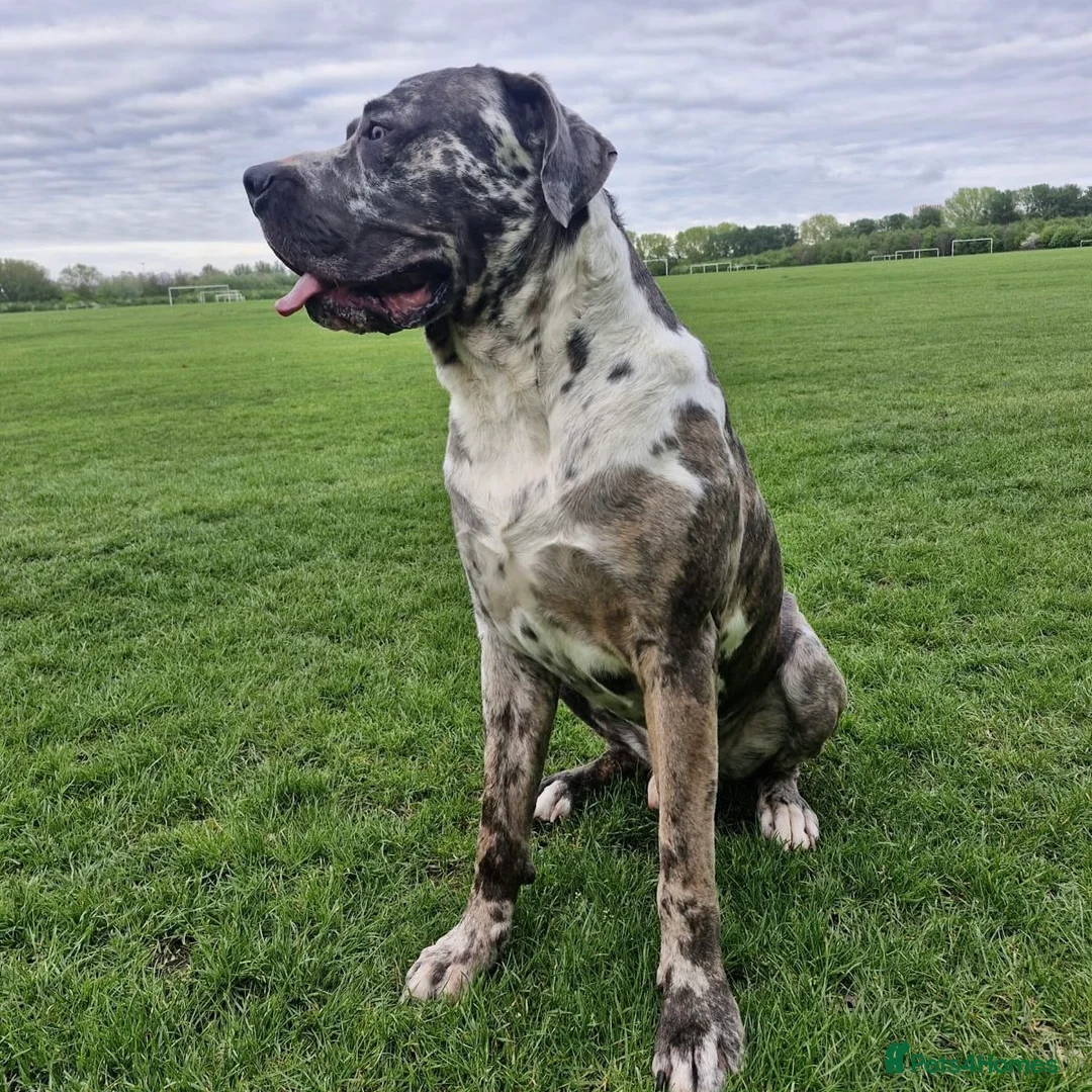 Mixed Breed dogs for adoption: Blue (Cane Corso mix) - Advert 16