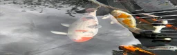 Koi Carp fish for sale: Koi carp - Advert 10