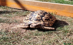 Tortoise reptiles for sale: Leopard Tortoise  - Image 1