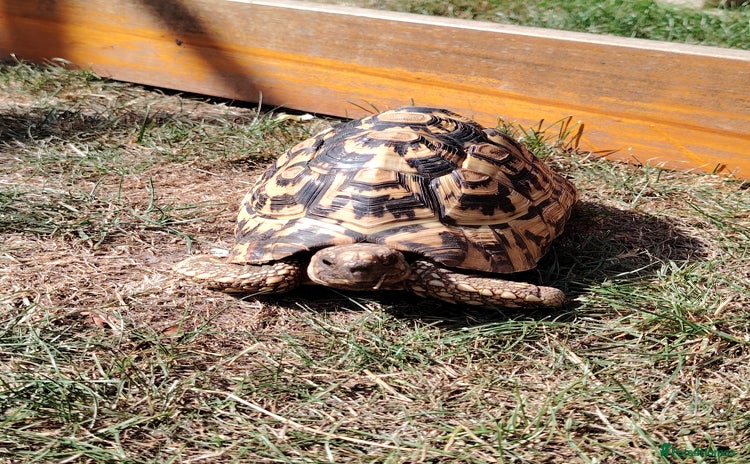 Tortoise reptiles - Advert 1