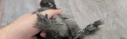 Chickens poultry for sale: Beautiful full breed silkie chickens  - Advert 9