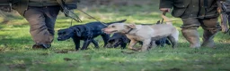 Labrador Retriever dogs for sale: KC Reg Labrador pups Working Traditional Chunky - Advert 35
