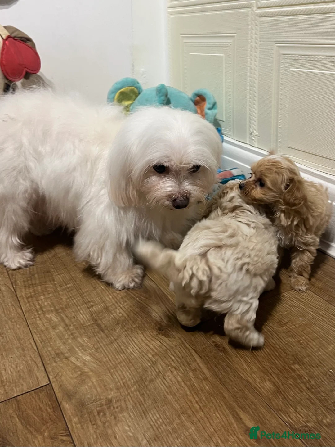 Maltipoo dogs for sale: 🩷3 Gorgeous Maltipoo Puppies🩷 - Advert 2