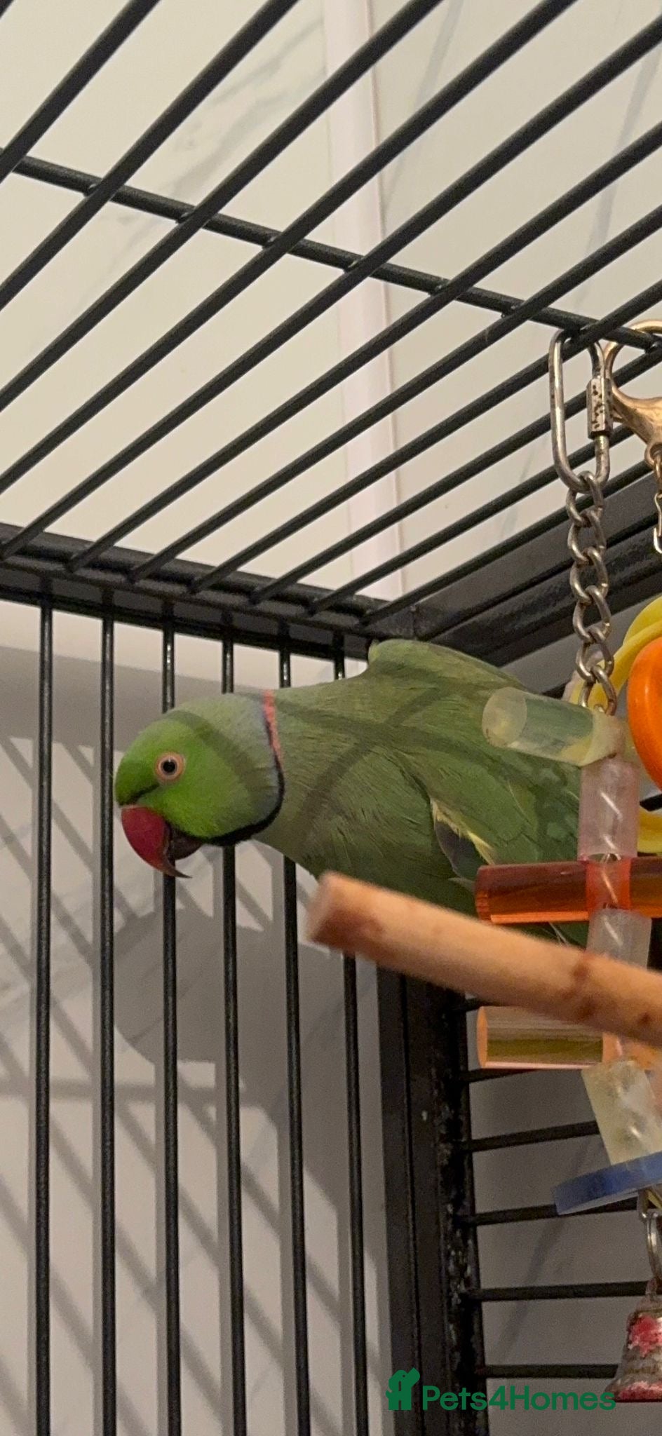 Ringnecks birds Indian Ringneck for sale - Advert 2