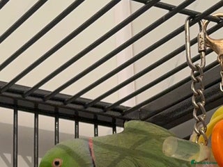 Ringnecks birds Indian Ringneck for sale - Advert 2