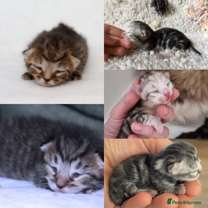 British Shorthair cats 🐱silver/Brown tabby British Shorthair 🐱 - Advert 2