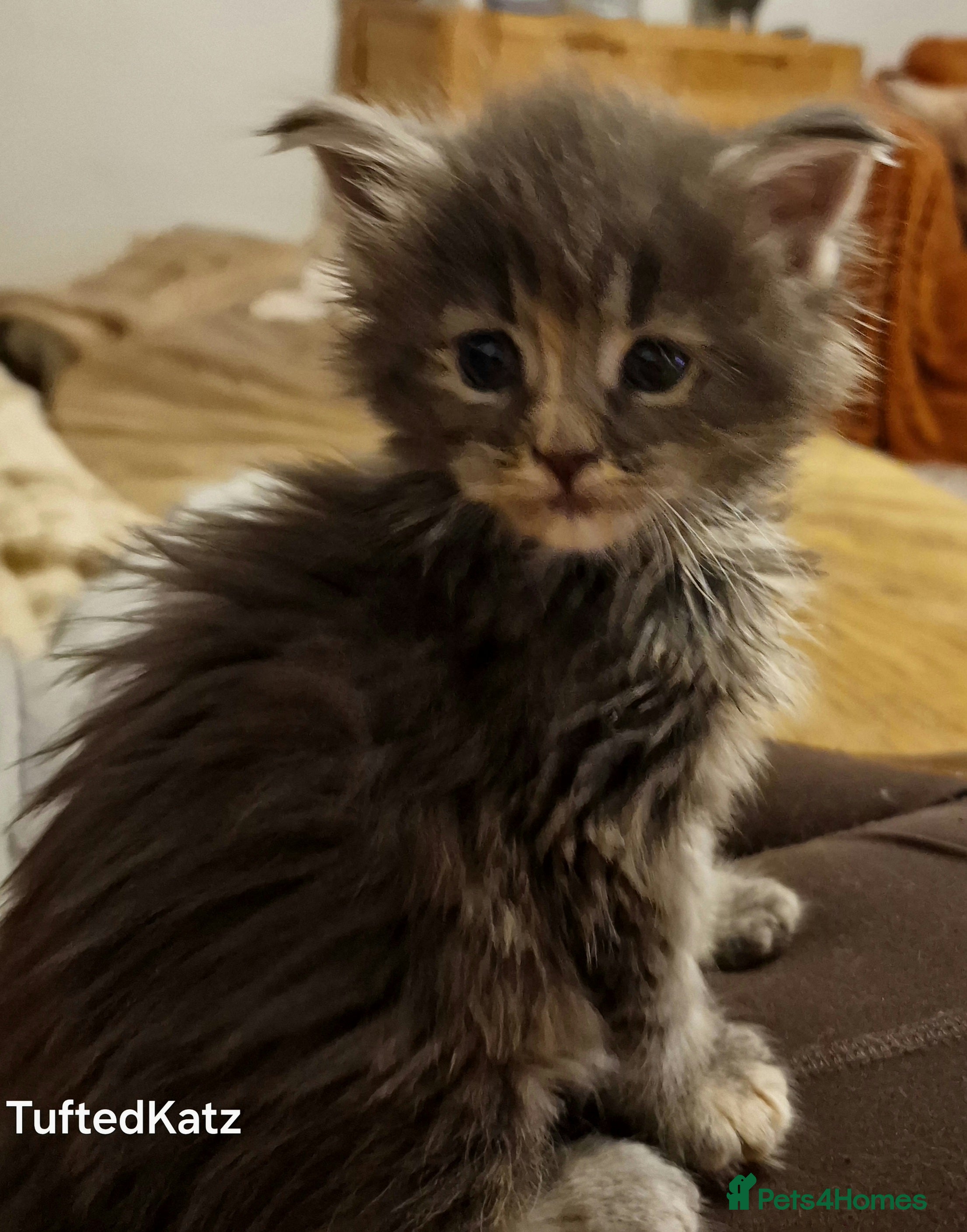 Maine Coon cats ORPHANED Maine Coon BABY GIRL Bluebell - Advert 1