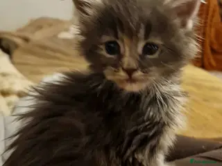 Maine Coon cats ORPHANED Maine Coon BABY GIRL Bluebell - Advert 1