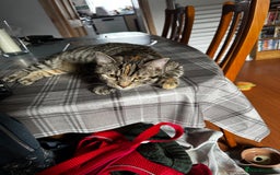 Domestic Shorthair cats for sale: Two tabby cats - Image 3