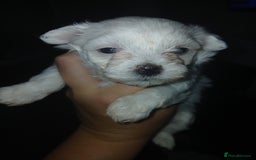Maltese dogs for sale: Maltese puppies - Image 8