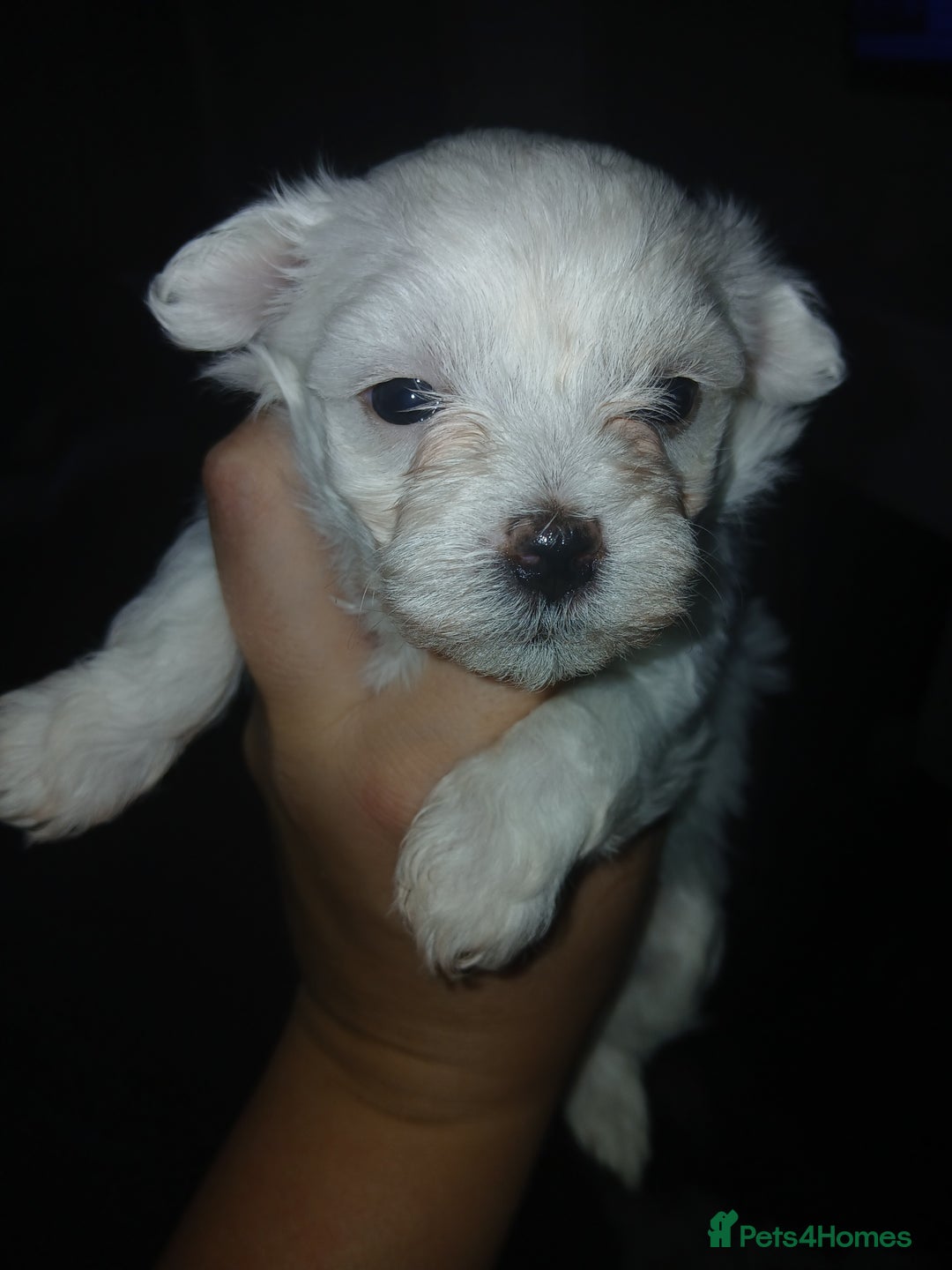Maltese dogs for sale: Maltese puppies - Image 8