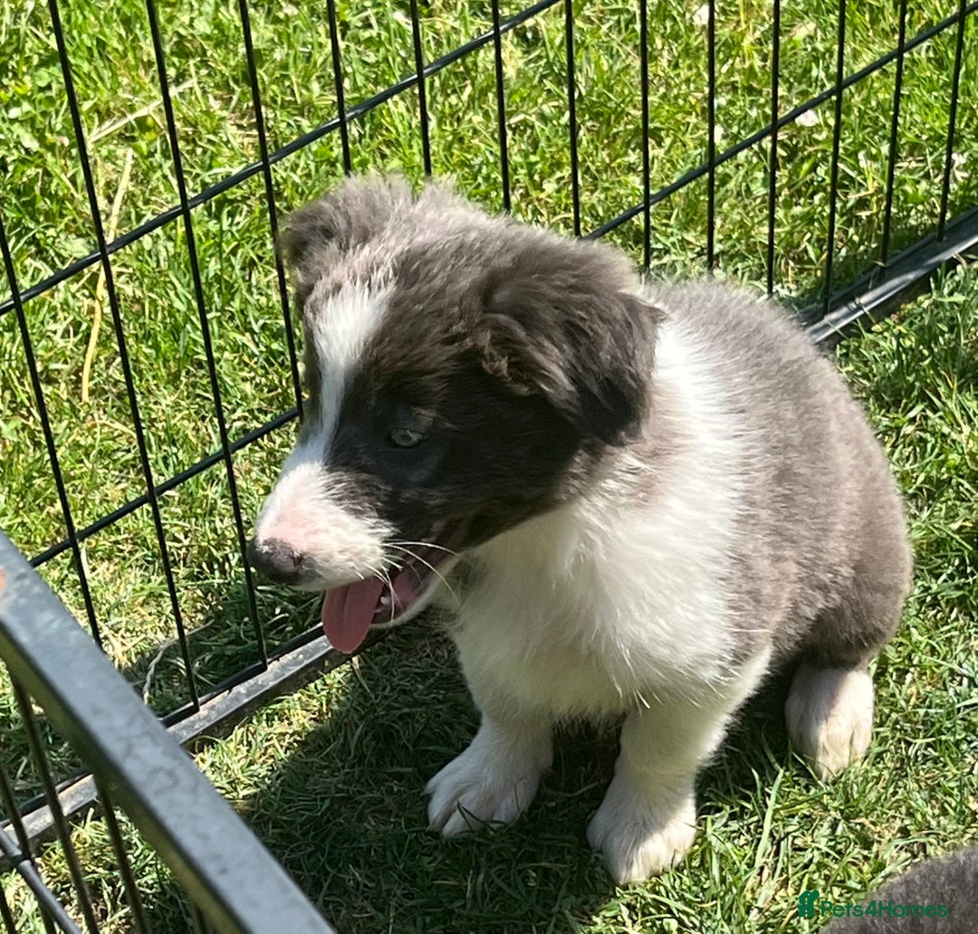 Border Collie dogs for sale: Excellent litter of border collie puppies for sale in Witney - Image 10