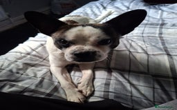 Mixed Breed dogs for sale: Max pug x jack russell  - Image 2