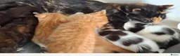 Mixed Breed cats for sale: Rehoming little girl - Advert 2