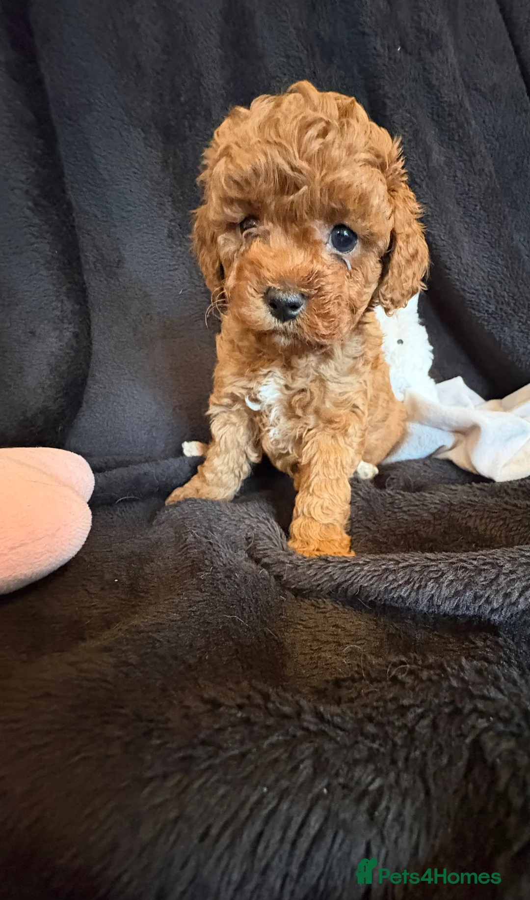 Cavapoochon dogs for sale: Gorgeous Therapy puppies  - Advert 20