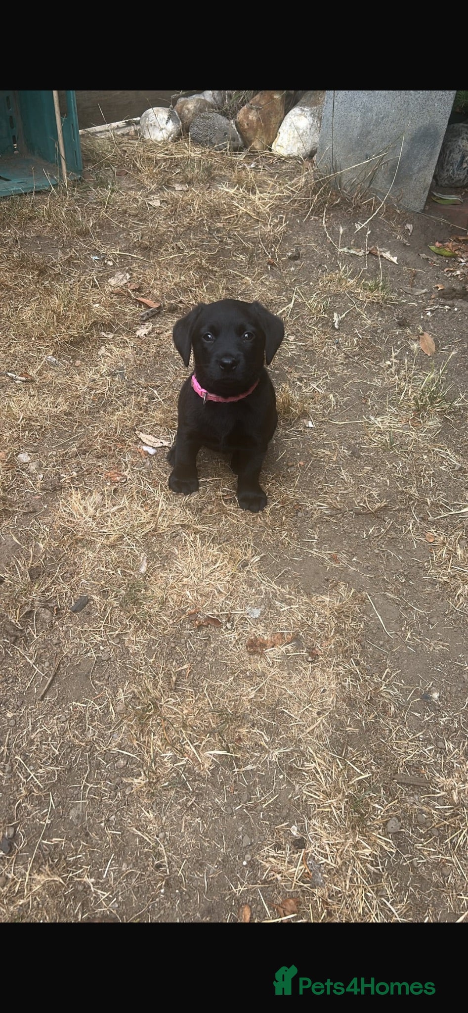 Labrador Retriever dogs Gorgeous Black Labrador puppy - 3 girls 2 boys  - Advert 1