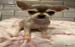 Chihuahua dogs for sale: Chihuahua puppies for sale  - Image 5