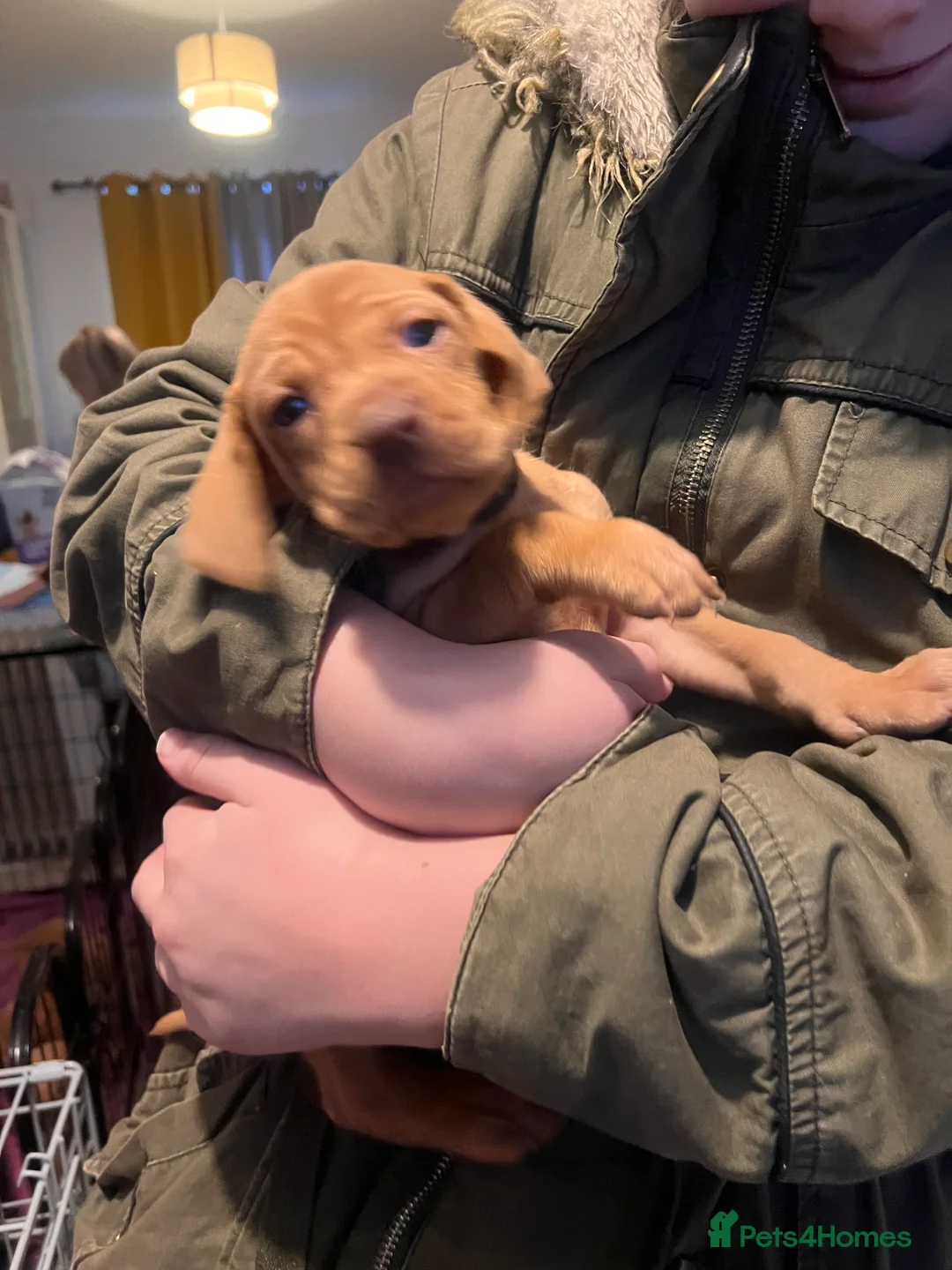 Hungarian Vizsla dogs for sale: Chunky curious pupies for March!! 🐶🐶 - Advert 3