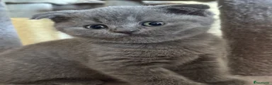 Scottish Fold Leona