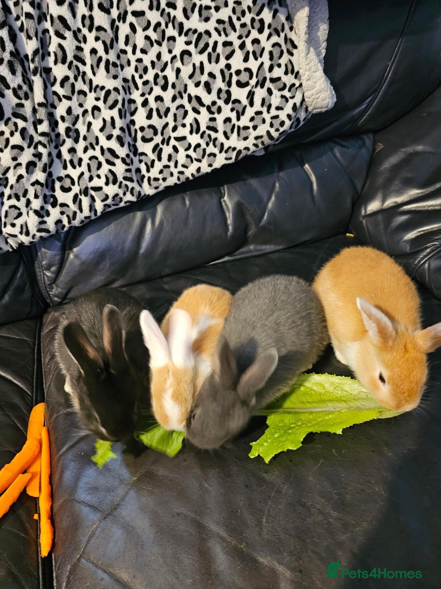 Mini Lop rabbits **2 Rabbits ready in 6 weeks** - Advert 5