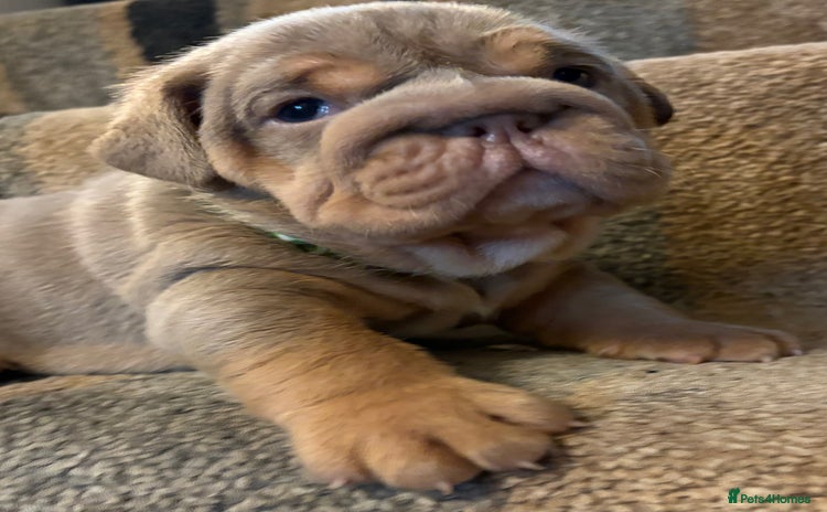 English Bulldog dogs - Advert 12