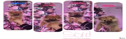 Pomeranian dogs for sale: Beautiful littler of Pomeranian’s  - Advert 2