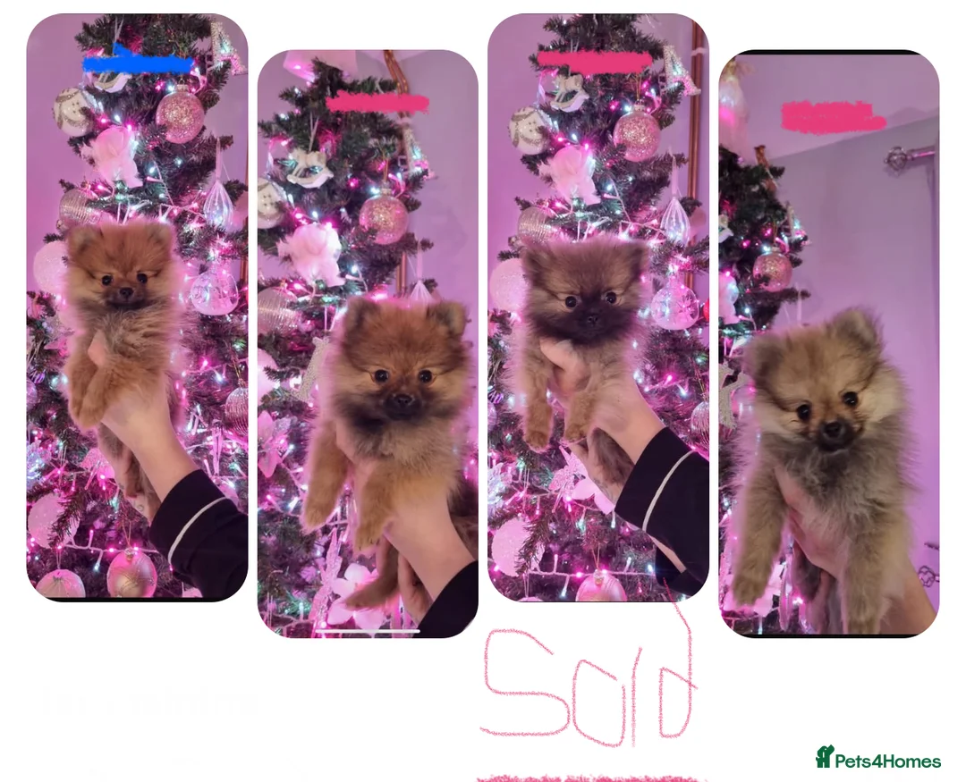 Pomeranian dogs for sale: Beautiful littler of Pomeranian’s  - Advert 2