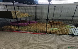Lionhead rabbits for sale: Male and female lion head - Image 1