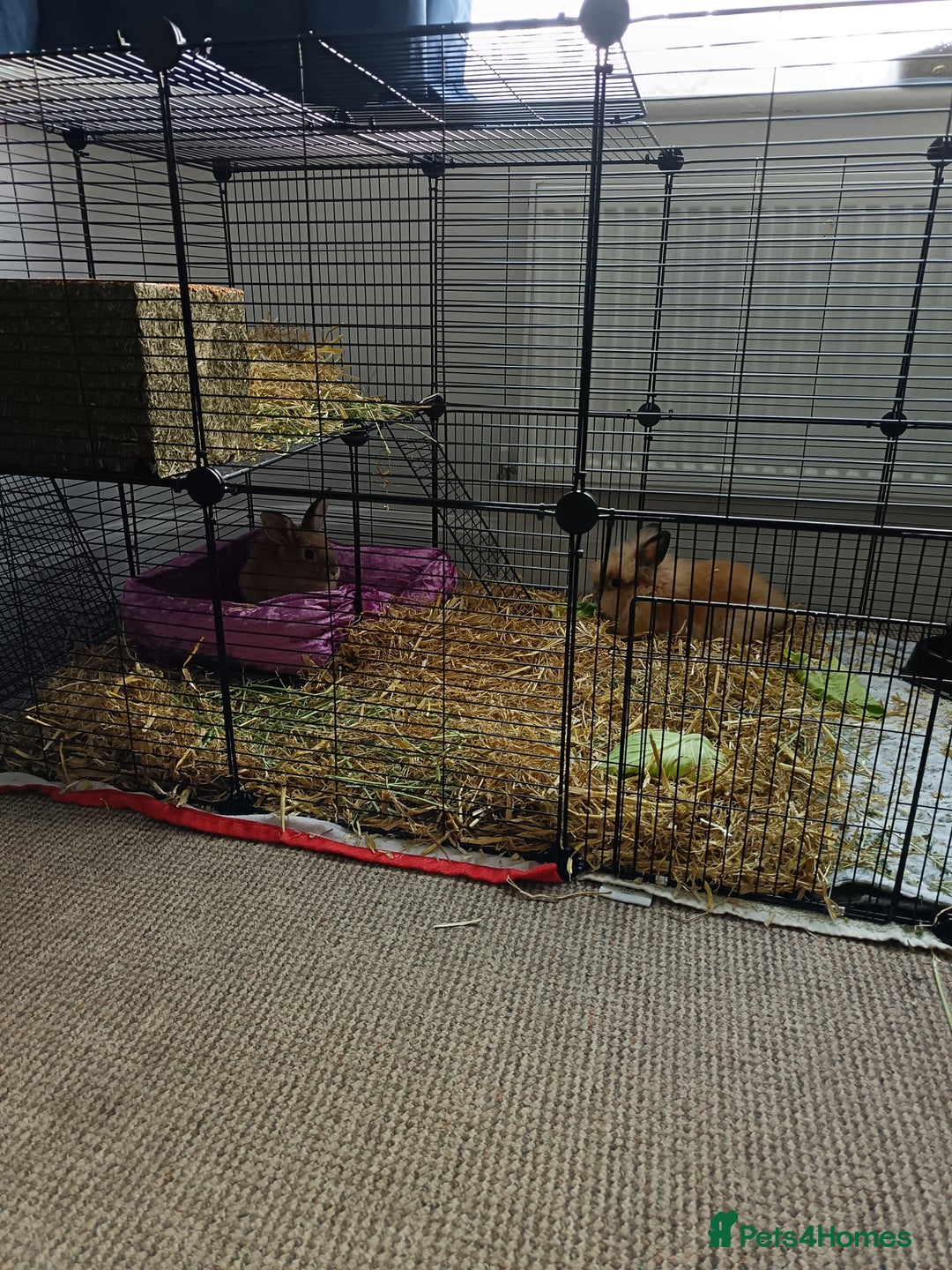 Lionhead rabbits for sale: Male and female lion head - Image 1
