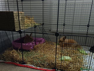 Lionhead rabbits - Advert 15