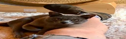 Burmese cats for sale: Super affectionate Lad in Billingshurst - Advert 2