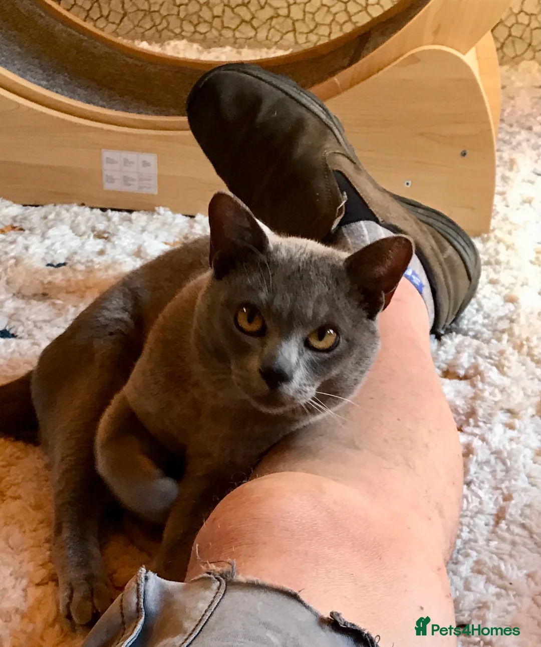 Burmese cats for sale: Super affectionate Lad in Billingshurst - Advert 2