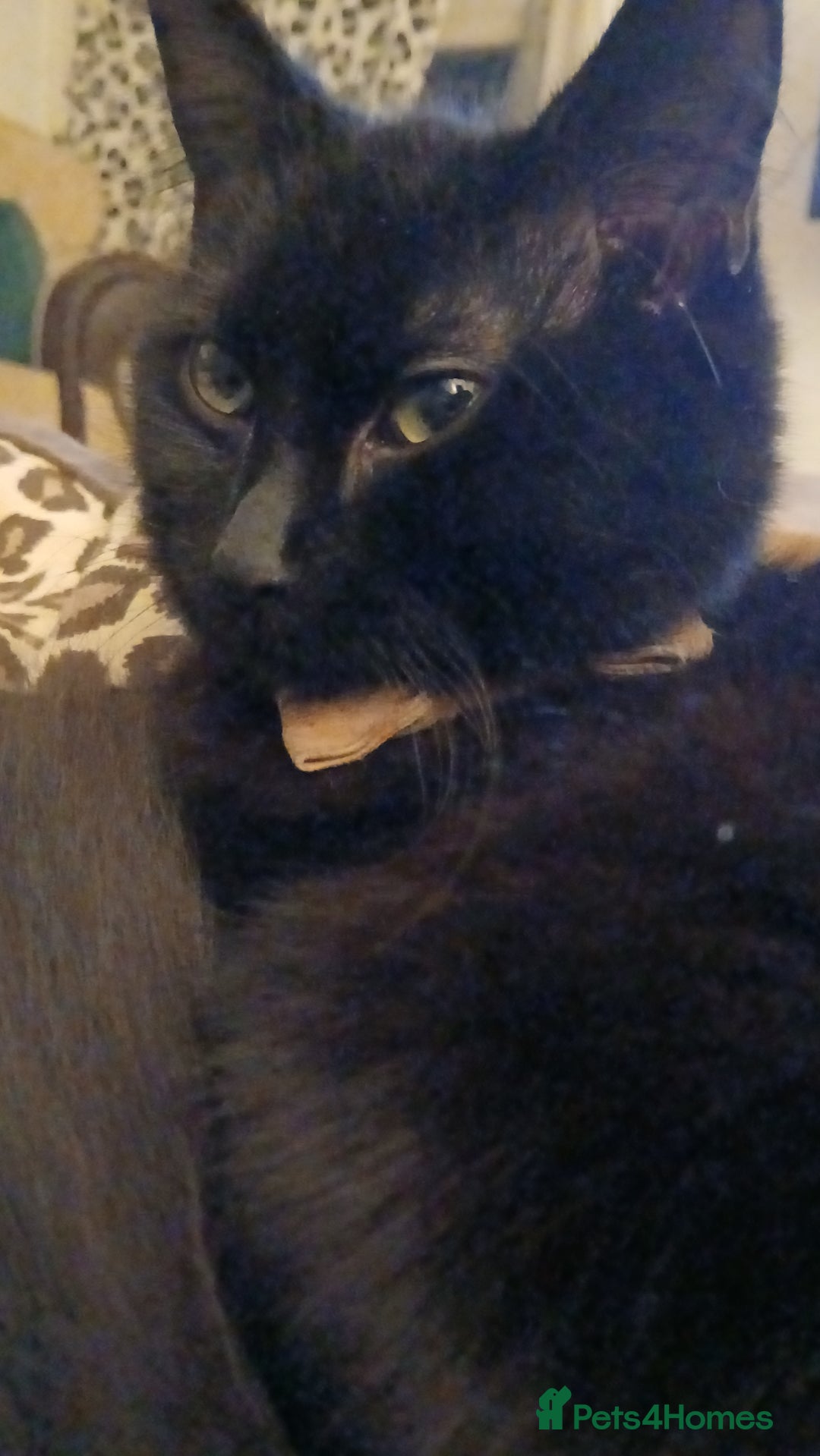 Mixed Breed cats for sale: Beautiful  **  - Advert 2