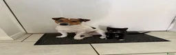 Jack Russell dogs for stud: Jack russell Stud in Salisbury - Advert 4