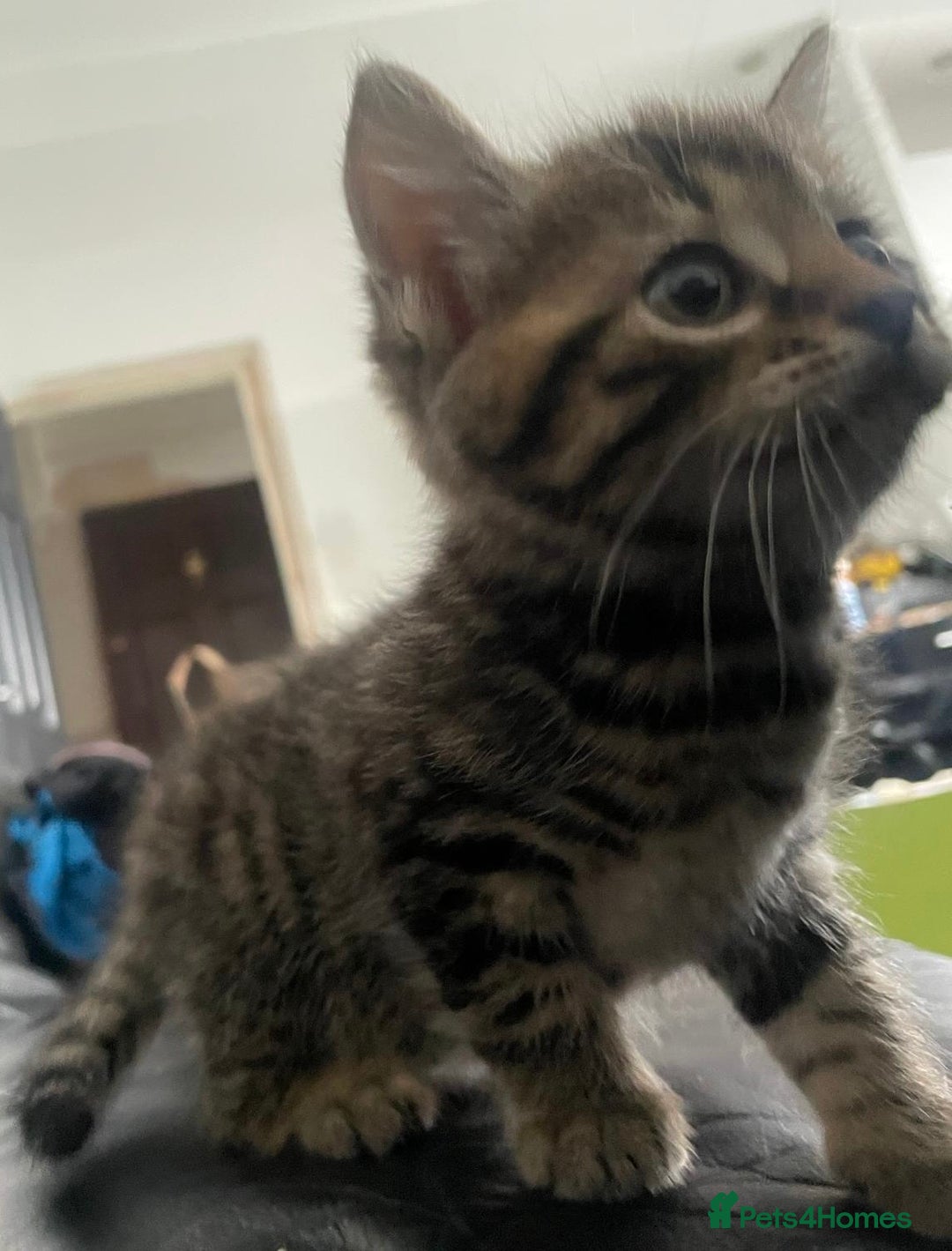 Mixed Breed cats for sale: Beautiful full marble/stripy kittens - Image 7