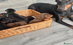 Dobermann dogs for sale: Doberman pups - Image 8