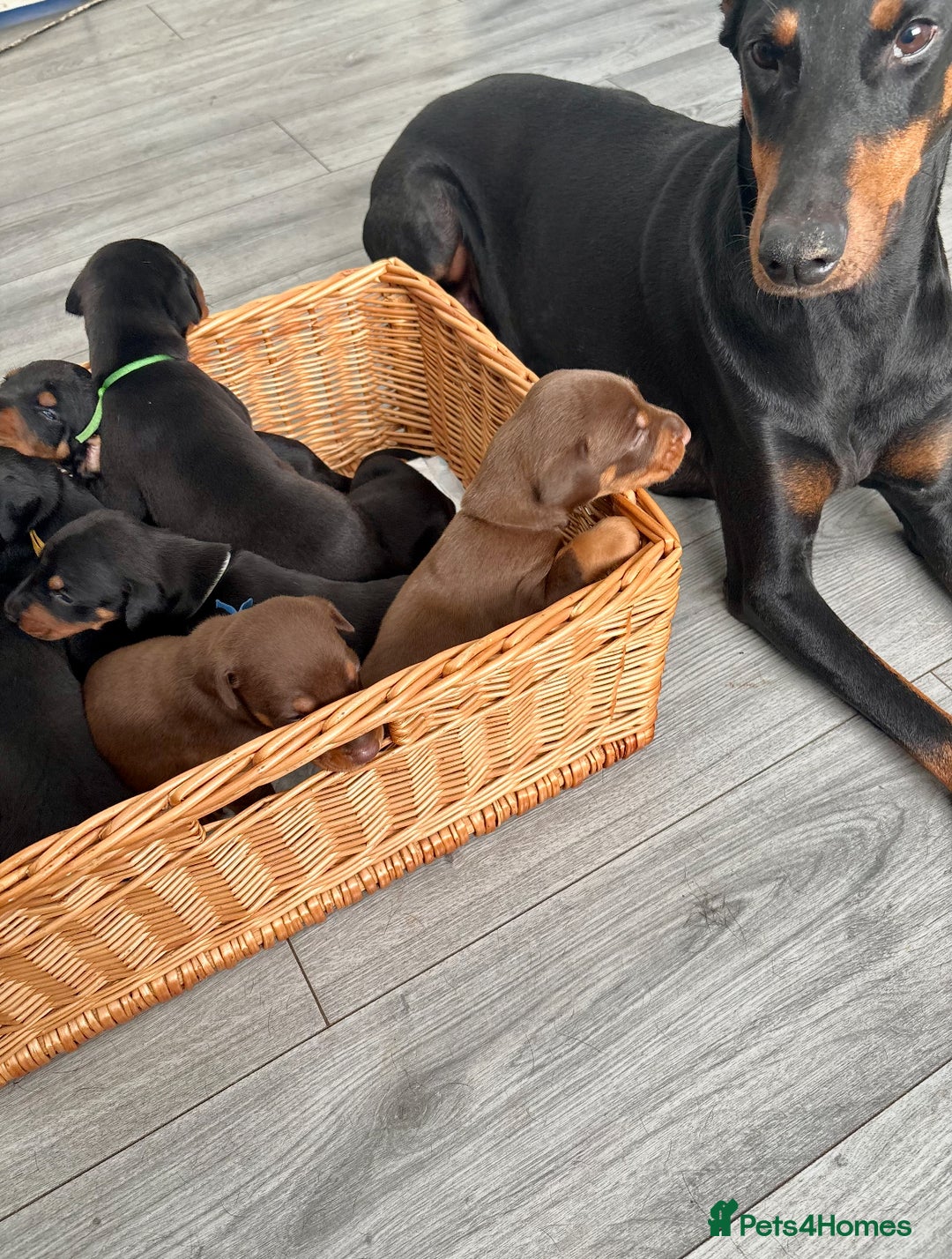 Dobermann dogs for sale: Doberman pups - Image 8