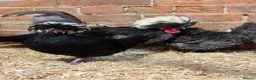 Chickens poultry for sale: Polish chickens available  - Advert 10