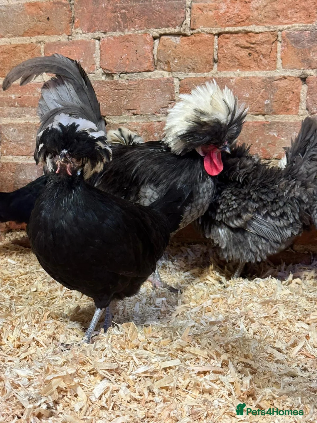 Chickens poultry for sale: Polish chickens available  - Advert 10
